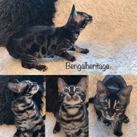 Bengal Kittens For Sale | Bengalheritage Cats
