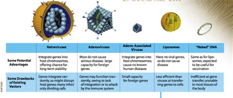 Vectors - Gene Therapy