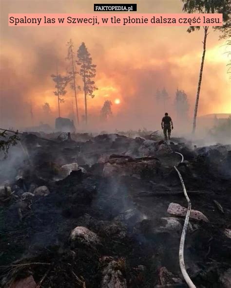 Spalony Las W Szwecji W Tle Płonie Dalsza Część Lasu