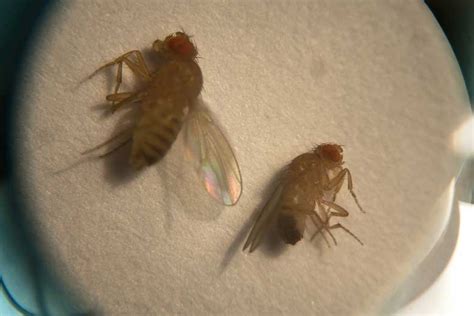 Despues De 600 Generacion Cientificos Evolucionan Y Crean Supermoscas