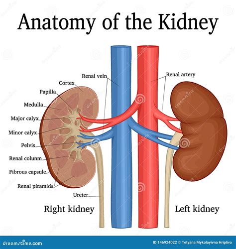 Anatomy of the Kidney stock vector. Illustration of nephron - 146924022