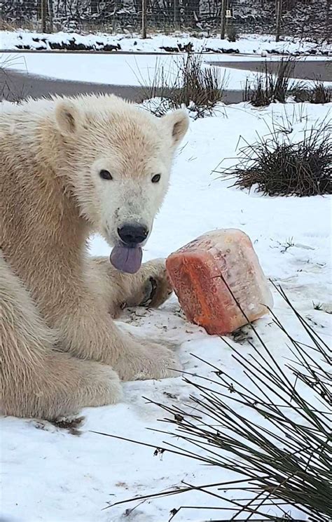 Cute Uks Only Polar Bear Cub Brodie Celebrates First Birthday At