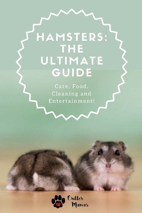 18 Best Hamster Care Chart Ideas Hamster Care Hamster Hamster Cages