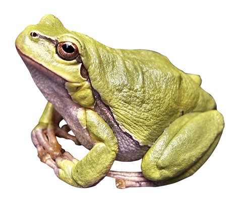Download Frog Png Image For Free