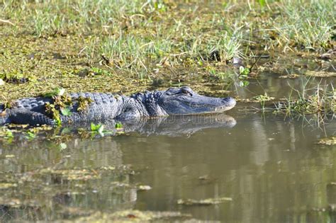 Alligator Swamp Stock Photo Image Of Bite Aligator 11937522