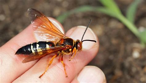 Killer Wasps Arrive In The Us News Geek