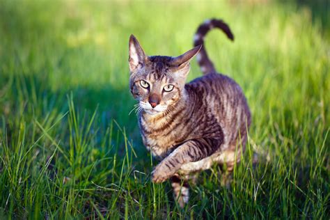 7 Best Hypoallergenic Cat Breeds Choosing The Right Cat For You Cats