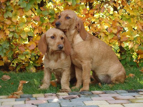 basset fauve de bretagne images  pinterest puppys dog breeds  doggies