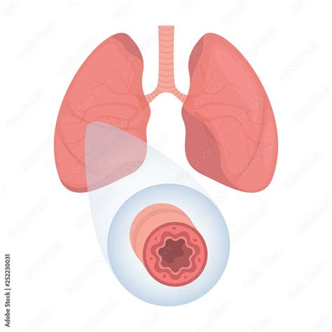 Lungs Human Internal Organ Illustration Of Human Lungs Vector