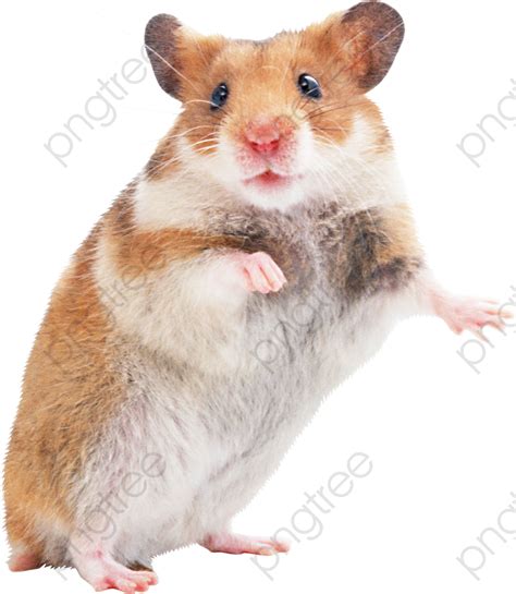 Hamster Png 10 Free Cliparts Download Images On Clipground 2021