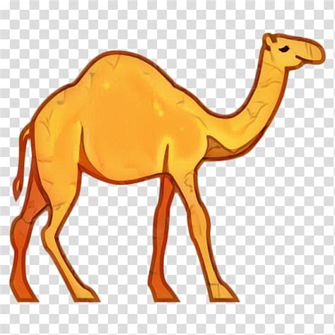 Dromedary / arabian camel (camelus dromedarius). Animal, Dromedary, Bactrian Camel, Snout, Camelid, Arabian ...