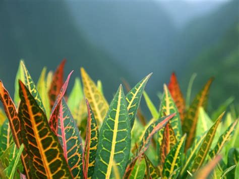 Use our water calculator to personalize watering recommendations to your environment or download greg for more advanced. How to Care for a Croton Petra | Hunker