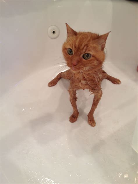 This Funny Cat Picture Was Not Altered In Any Way Whiskers Our Orange Tabby Getting A Bath