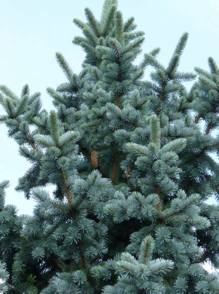 Picea Pungens Koster Blauwspar De Tuinen Van Appeltern