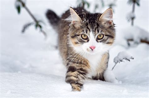 Cat Fluffy Face Eyes Snow Winter Nature Animals Wallpapers Hd