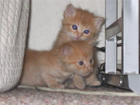 Adorable Orange Tabby Kittens For Sale Adoption From San Luis Obispo