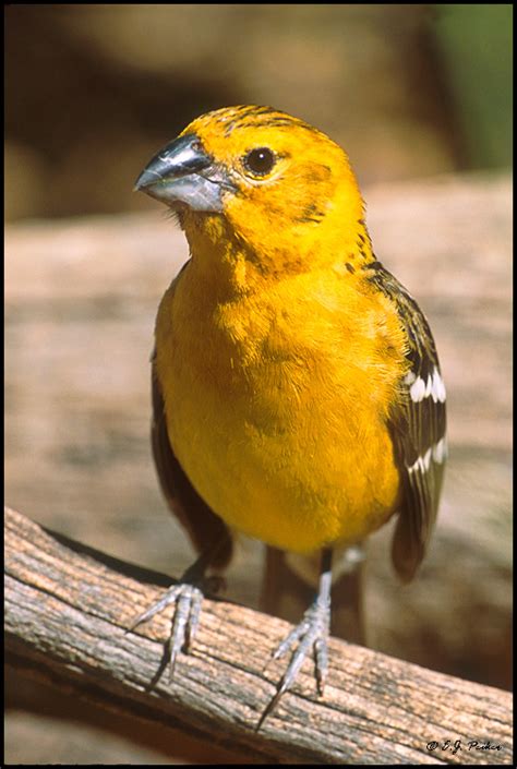 Yellow Grosbeak Page