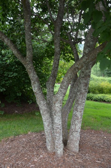 Japanese Tree Lilac Is Excellent Late Flowering Form What Grows There