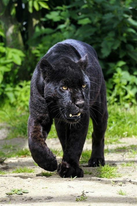 Fierce feminine power resides within you. Black Panther - Dangerous animal #catsclaw | Panther ...