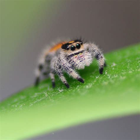 Keeping Jumping Spiders Quickly And Easily Explained Insektenliebe