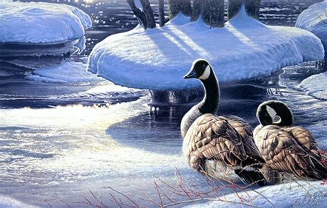 44 Snow Goose Wallpaper On Wallpapersafari