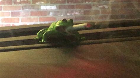 Frog Smoke Youtube