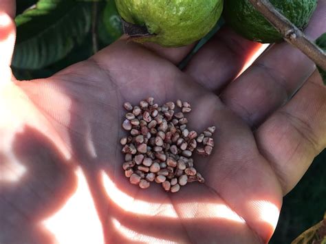 A forest of Guava trees in the palm of my hand. Every one of these