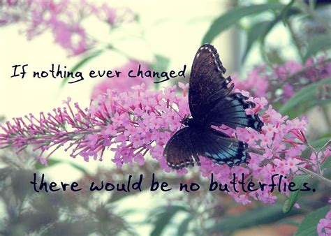 Butterfly Kisses Quote Photograph By Jamart Photography Butterfly