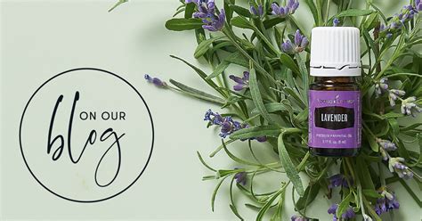 How To Use Lavender Essential Oil Young Living Blog
