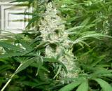 Photos of How To Grow Marijuana Plant At Home