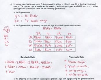 While the squares aren't usually expressed explicitly, i still go. genetics punnett squares practice packet answers Here's ...