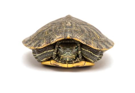 What Does A Turtle Look Like Without Its Shell Mean Robert Blair