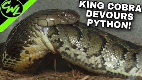 King Cobra Devours Massive Python🐍 Youtube