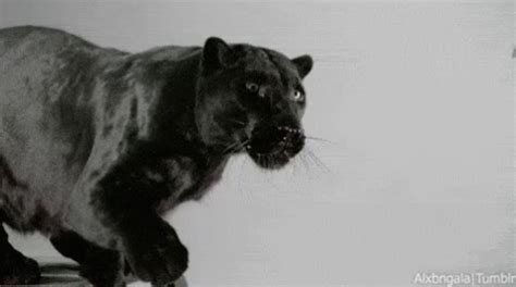 Gif, black, and black panther: Black Panther GIF - Black Panther Claws - Discover & Share ...
