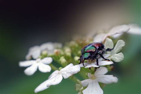 Invasive Species Series 2020 Japanese Beetle Popillia Japonica