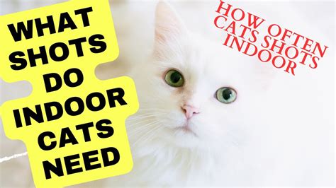 How Often Do Indoor Cats Need Shots Cat Care Cat And Dog Care