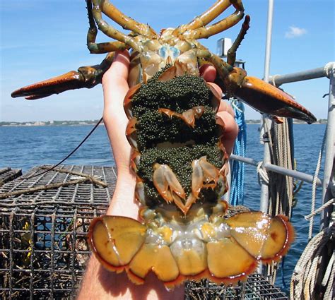 170205 Lobster Die Off In The Long Island Sound