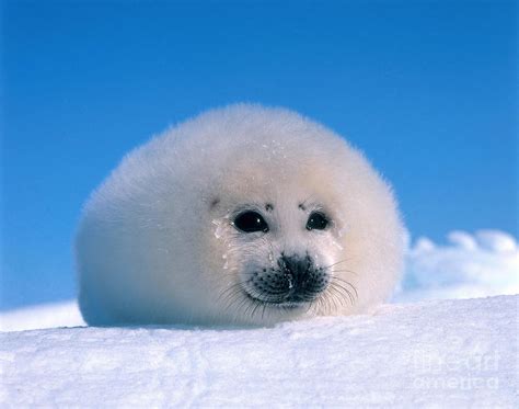 Harp Seal Pup Phoca Groenlandica Photograph By Hans Reinhard Pixels