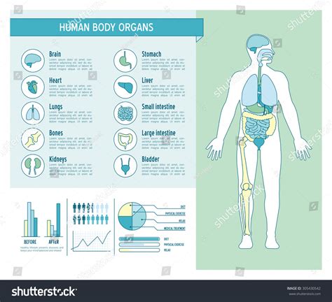 Human Body Health Care Infographics With Medical Icons Organs Charts