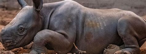 Moment Rare Eastern Black Rhino Gives Birth At Chester Zoo Viraltab