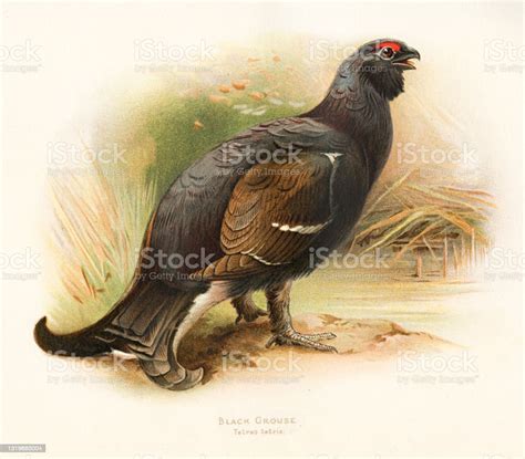 Vetores De Placa De Cor Do Pássaro Grouse Preto 1900 E Mais Imagens De