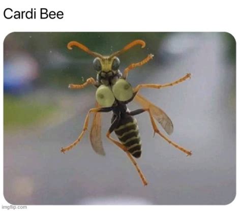 Cardi Bee Imgflip