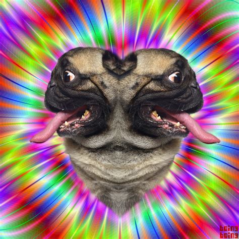 All You Need Is Pug Boing Boing