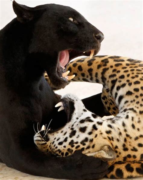 Black And Spotted Jaguars Wordlesstech