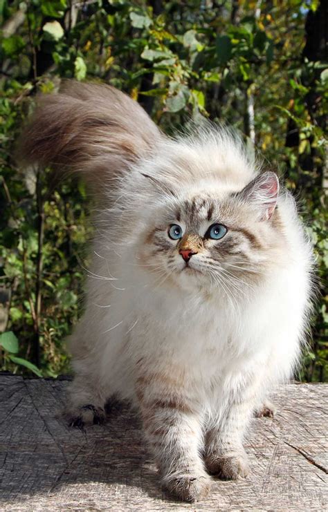 The Siberian Cat Cats Siberian Catbreeds Cute Kittens Cats And