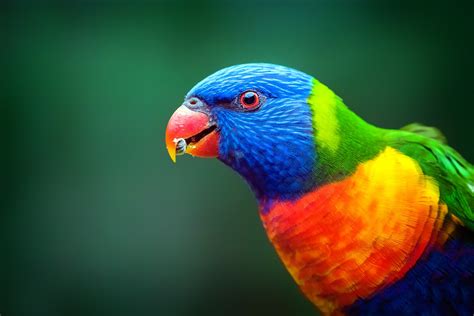 Top 10 des plus beaux animaux du monde