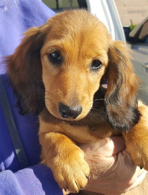 Champion males for sale champion males offered for stud. Harlequin Dachshunds | Miniature Longhaired Dachshunds ...