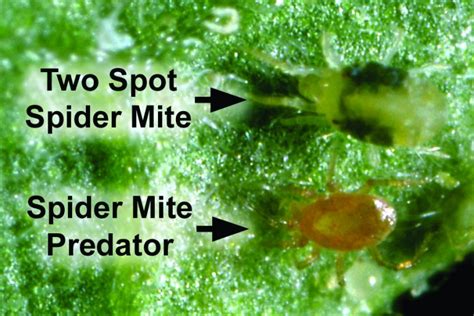 How To Identify And Eliminate The Two Spot Spider Mite Tetranychus