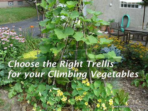 Choose The Right Trellis For Your Climbing Vegetables Vertical