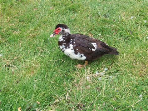 By continuing to use this website, you are agreeing to our cookie policy. MUSCOVY DUCKS | Lydbrook, Gloucestershire | Pets4Homes